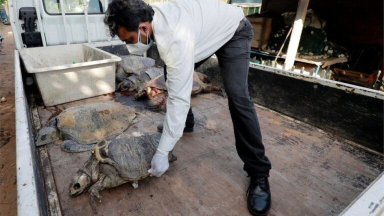 El impacto ecológico del carguero X-Press Pearl: Cientos de animales han llegado muertos a las costas de Sri Lanka