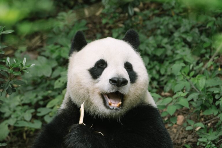 China anunció que el oso panda ya no es una especie “en peligro”