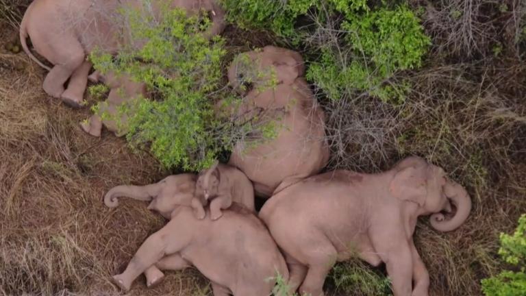 Luego de meses deambulando: Manada de elefantes de China finalmente regresa a casa