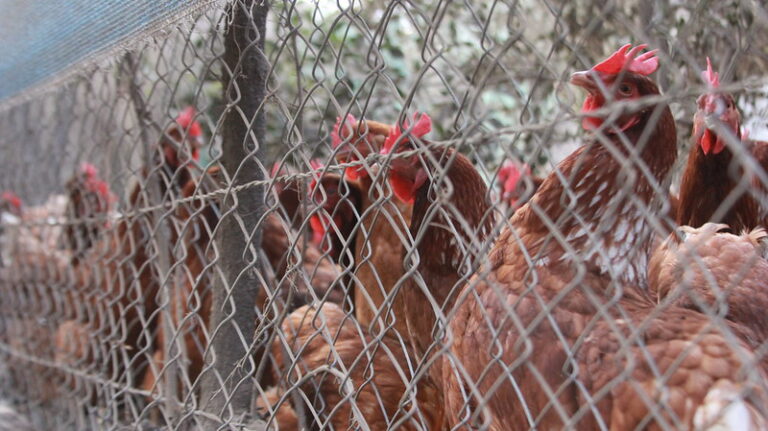 Acogen recurso contra empresa de huevos de 