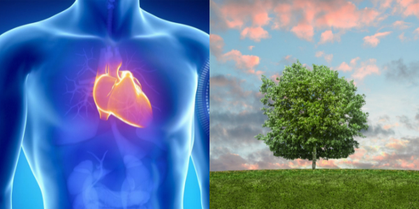 Las personas que viven en sectores más verdes tienen menos riesgo de sufrir enfermedades cardiovasculares