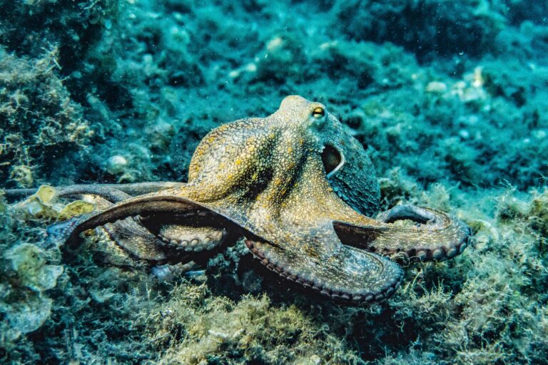 Las hembras pulpo se defienden del acoso de los machos arrojándoles objetos, según estudio