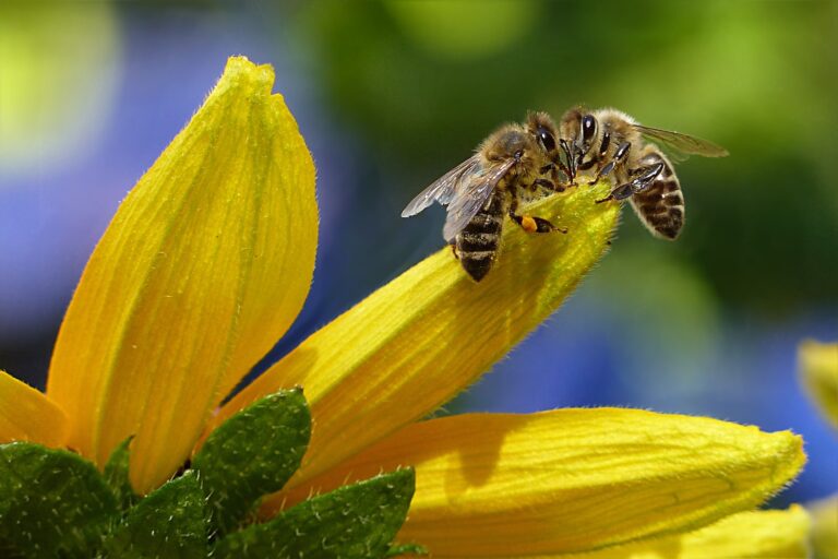Análisis de 90 estudios muestra los devastadores efectos de los cócteles de pesticidas para las abejas