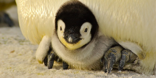 Sombrío pronóstico: El cambio climático está acelerando la extinción del pingüino emperador