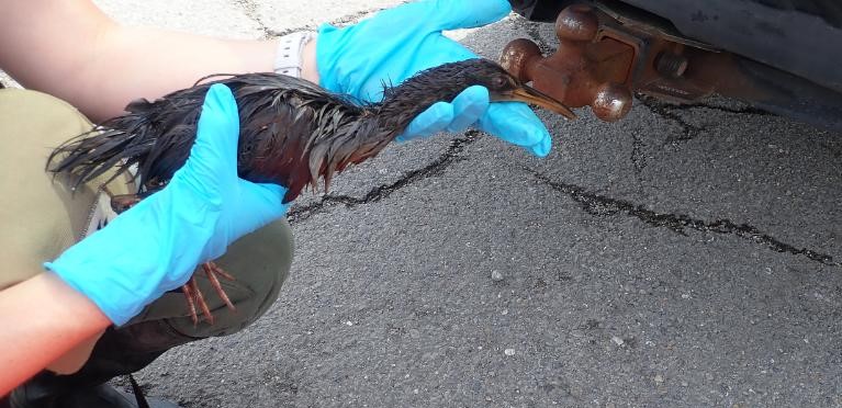 Encuentran a más de 100 aves cubiertas de petróleo tras el paso del huracán Ida