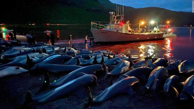 Más de 1.400 delfines fueron asesinados en Islas Feroe en un solo día