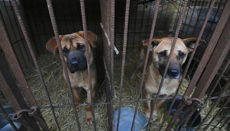 El presidente de Corea del Sur evalúa prohibir el consumo de carne de perro