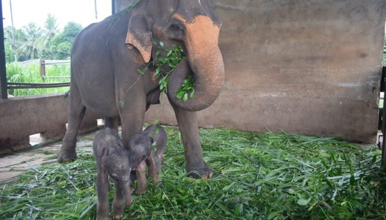 Sri Lanka: Nacen elefantes gemelos por primera vez en 80 años