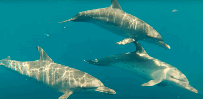 De la selva de Surinam a la deforestación en Chiloé: Festival de cine Santiago Wild anunció a sus ganadores