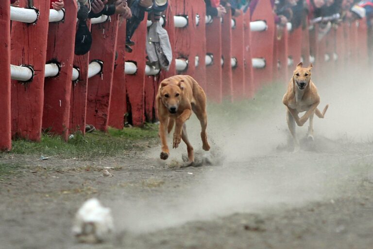 Cámara de Diputados rechaza proyecto que buscaba prohibir las carreras de perros