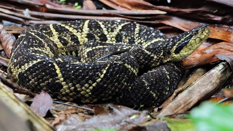 Investigación: El veneno de una víbora brasileña podría ayudar a combatir el COVID-19