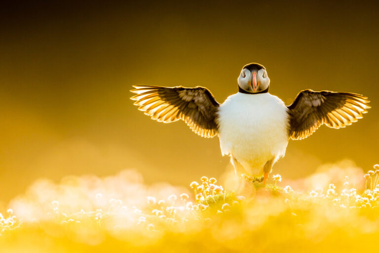 Fotógrafos capturan la majestuosidad de las aves en una nueva versión de Bird Photographer of the Year