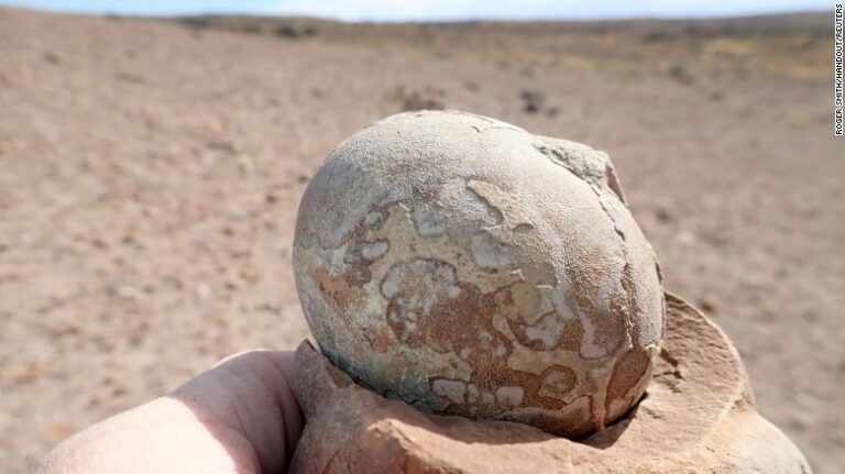 Fósiles patagónicos muestran que el dinosaurio jurásico tenía mentalidad de manada