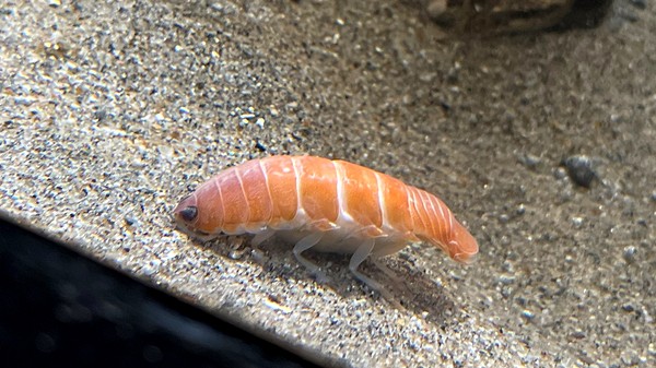 Un “sushi” de 14 patas: Descubren en Japón una criatura marina similar a esta tradicional comida
