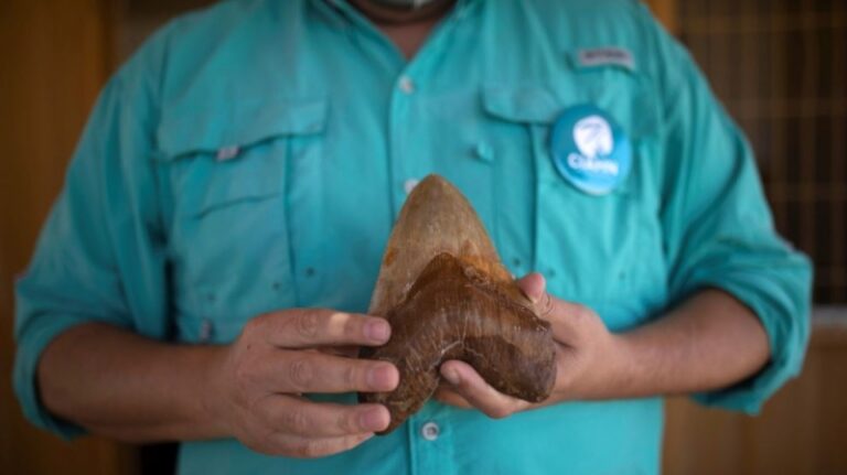 Riqueza paleontológica de Atacama renace tras la destrucción minera ilegal: Dientes de Megalodón son uno de sus tesoros