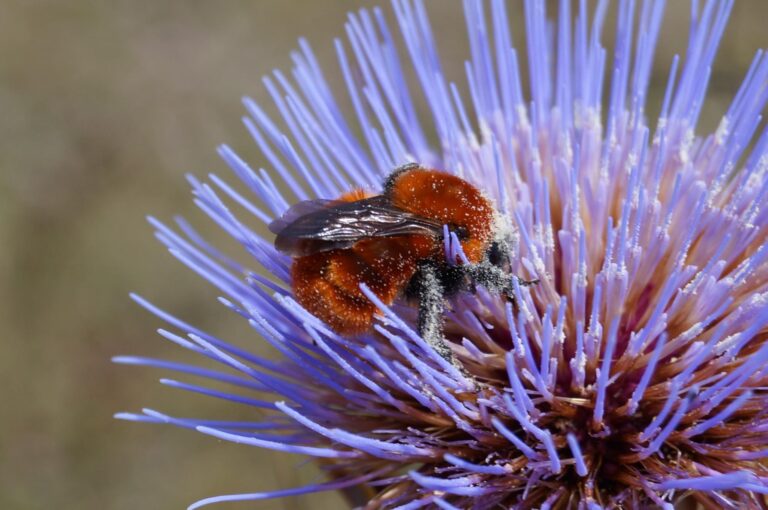 Proyecto de ley busca proteger a polinizadores nativos en Chile