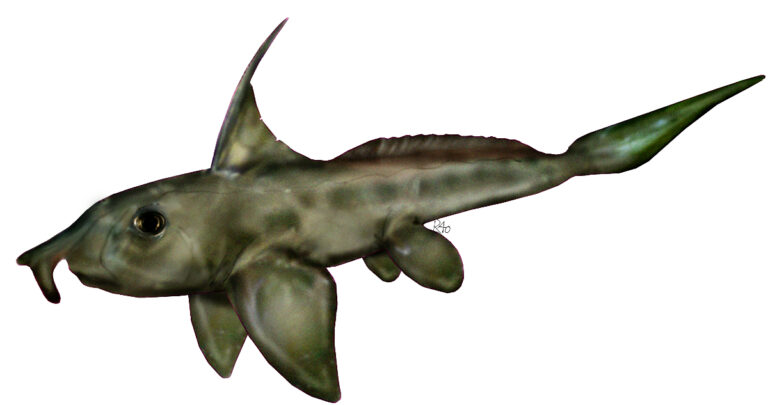 Inédito: Descubren 4 peces prehistóricos que habitaron las costas de Chile