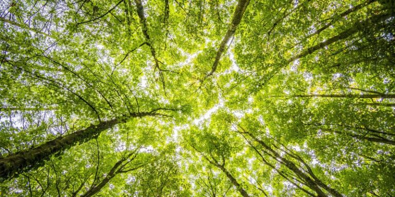 Cinco razones de por qué los bosques nativos son clave para mitigar las emisiones de carbono