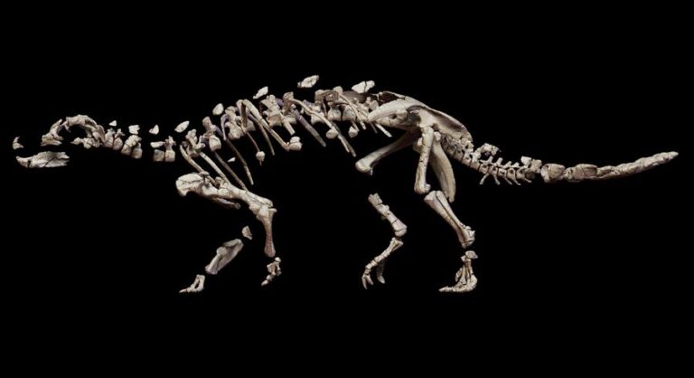De hace 74 millones de años: Descubren nueva especie de dinosaurio acorazado en Magallanes