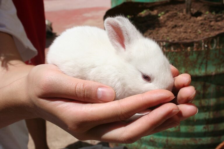 Cámara aprueba proyecto que prohíbe el testeo en animales con fines cosméticos