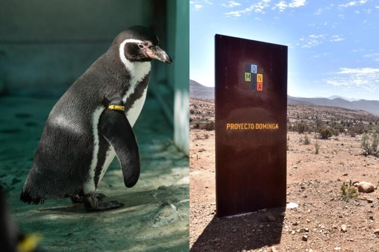 Alianza Humboldt cuestiona área marina protegida: 