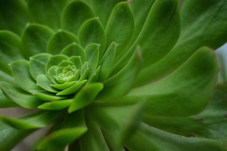 Fractales: La belleza escondida en el código geométrico de la naturaleza