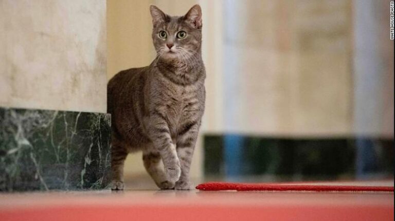 Los Biden dan la bienvenida a Willow, la nueva gata de la Casa Blanca