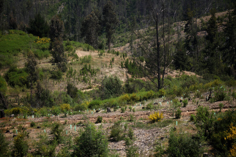 Constituyentes presentan iniciativa para garantizar protección del bosque nativo a nivel constitucional