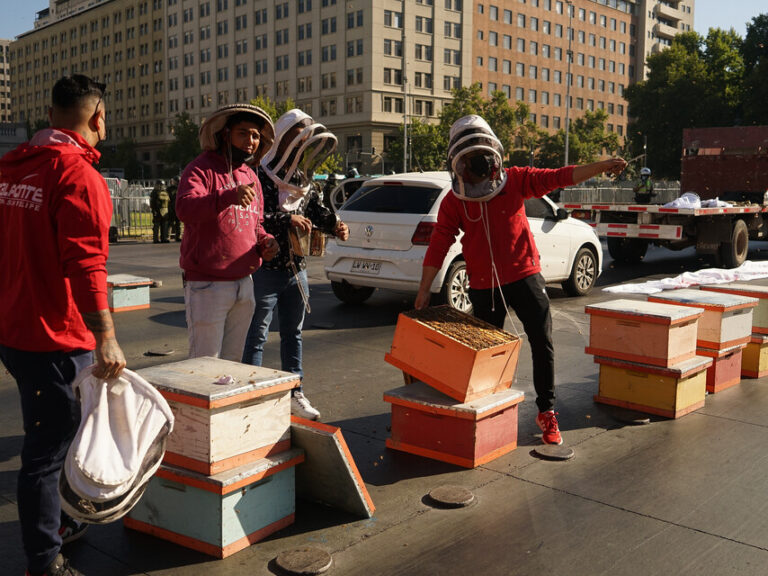 Apicultores protestan frente a La Moneda con panales de abejas: Hubo cuatro detenidos