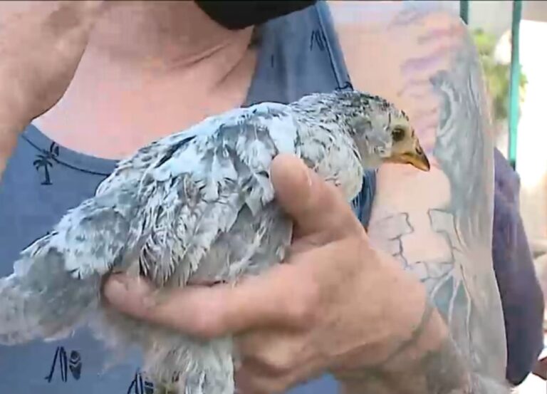 Boric recibe un pollo ketro para concientizarlo sobre la recuperación de especies nacionales