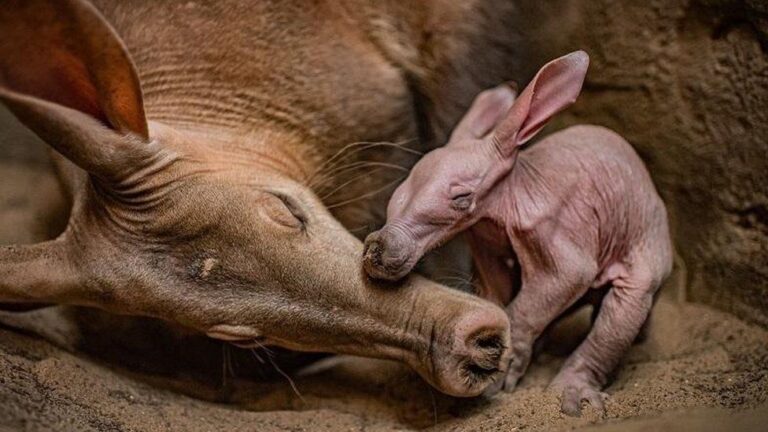 Zoológico británico da la bienvenida a Dobby, su primer oso hormiguero