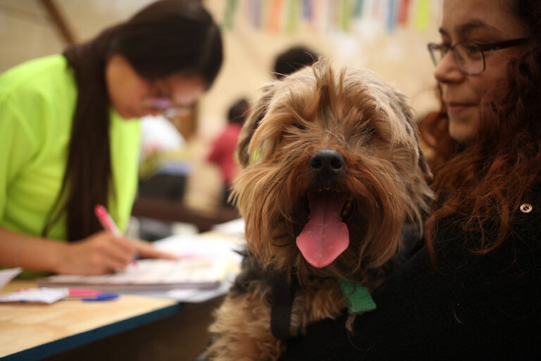 Comisión de la CC aprueba en general propuesta que protege a los animales constitucionalmente y reconoce su sintiencia
