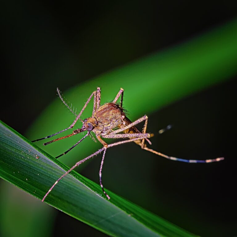 ¿Cómo evitar una picadura de mosquito? Científicos descubren qué color vestir para bloquear su visión