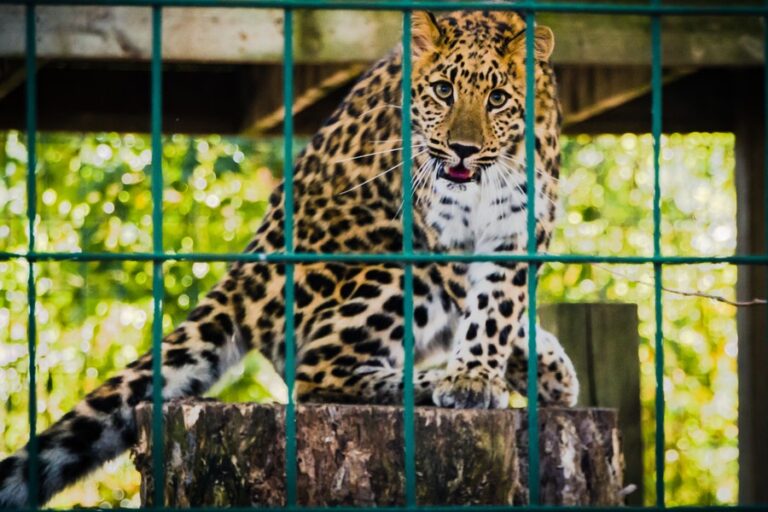 Comisión de Medio Ambiente de la CC suprime artículo que prohibía la exhibición de animales silvestres