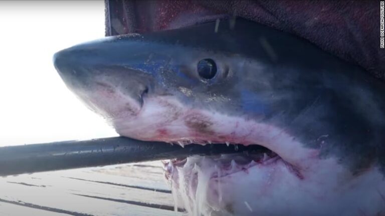 Este es Scot, el gran tiburón blanco de 726 kilos que nada en la costa de Florida