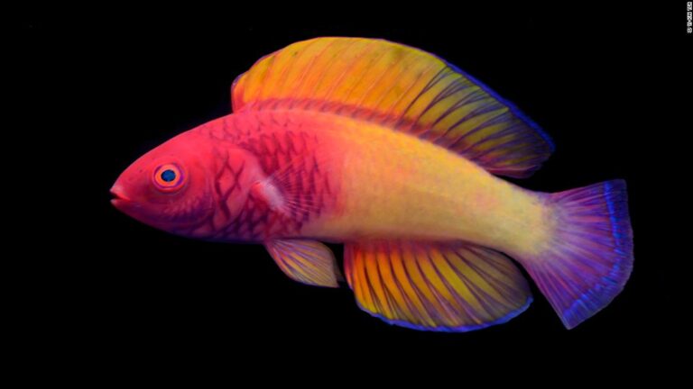 Un pez con los colores del arcoíris recién descubierto vive en la “zona crepuscular” del océano