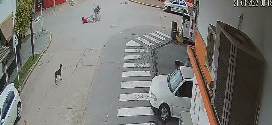 Terminó en el hospital: Avestruz protagonizó insólito choque contra una ciclista