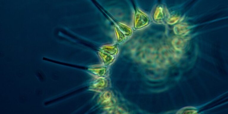 Cómo los microbios marinos pueden ayudar a combatir el cambio climático