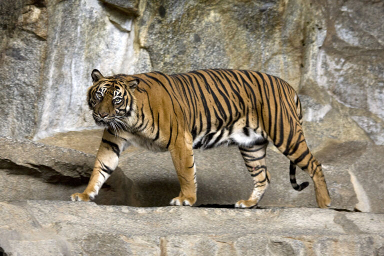 Conmoción en Indonesia: Mueren en trampas tres tigres de Sumatra en peligro crítico de extinción