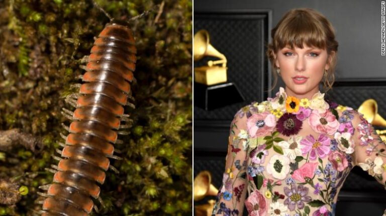 Una nueva especie de milpiés fue nombrada en honor a Taylor Swift