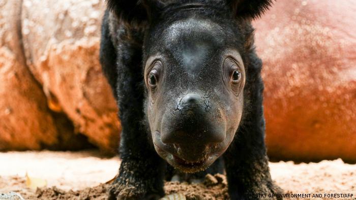 Nace un nuevo rinoceronte de Sumatra, la esperanza para una especie en peligro de extinción