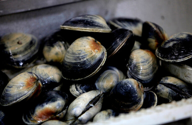 Mariscos con marea roja: Dos personas en extrema gravedad tras consumo de toxina paralizante