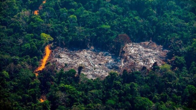 Récord de deforestación en Amazonía brasileña: Fake news sobre el tema estarían relacionadas a fuerzas militares