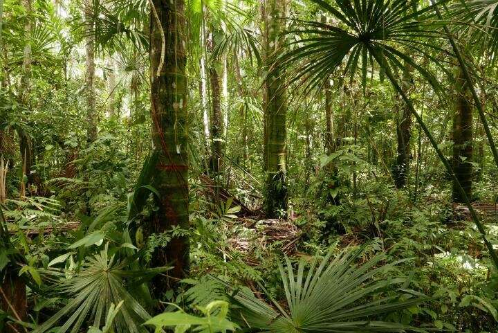 Estudio advierte que los enormes depósitos de carbono en las turberas amazónicas están amenazados por la actividad humana