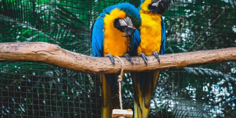 El comercio ilícito de especies es una “caja negra” en América Latina, alertó la ONU