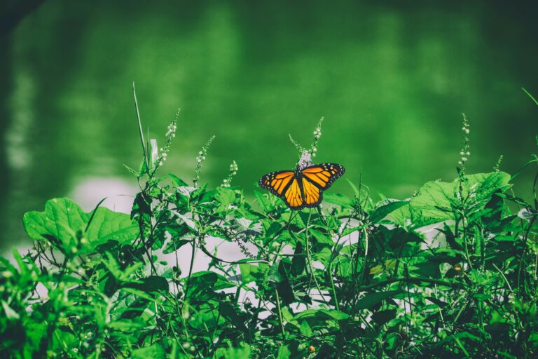Efecto Mariposa en el reino de las plantas: Cuando una pieza no encaja