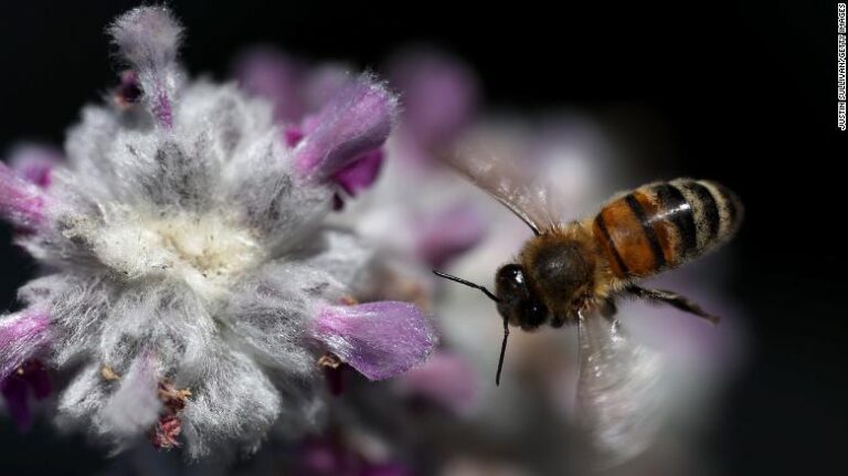 Día Mundial de las Abejas: 6 cosas sorprendentes que quizás no sabías sobre ellas