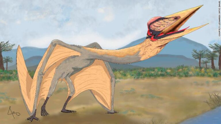 Paleontólogos argentinos descubren al “Dragón de la Muerte”, el reptil volador más grande de Sudamérica