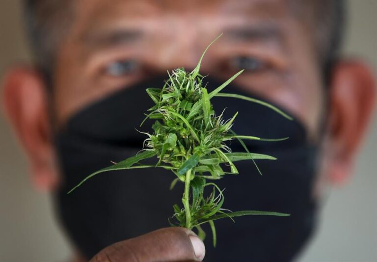 Ministerio de Salud de Tailandia entregará un millón de plantas de cannabis a hogares de todo el país