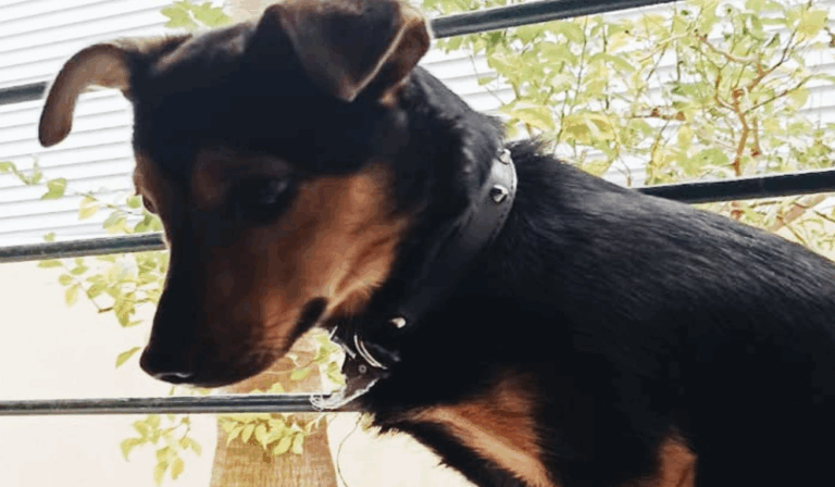 Tendrá que cumplir cuarentena en el aeropuerto: La historia de Coco, el perro que se salvó de la deportación